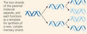 DNA Replication Strand 的图像结果