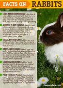 Image result for Cute Bunny Facts