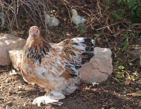 Calico Princess Chicken