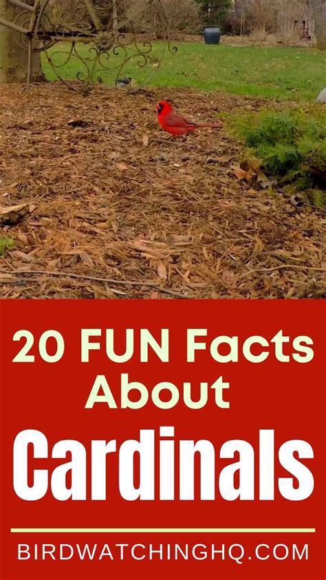 Fun Facts About The Arizona Cardinals at Roosevelt Nelson blog