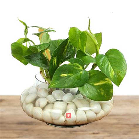 Divine Money Plant Delivery Online | GoGift