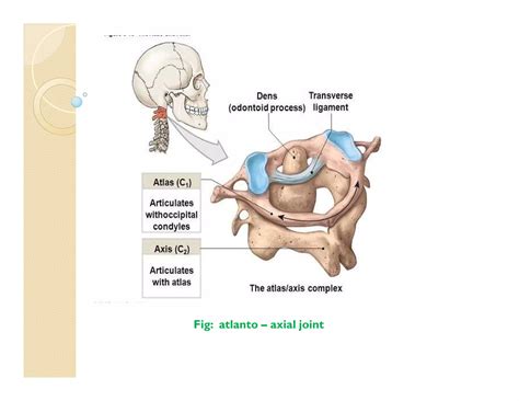 Atlanto occipital and atlanto axial joint | PDF