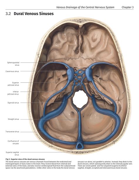 Inferior Sagittal Sinus Cadaver