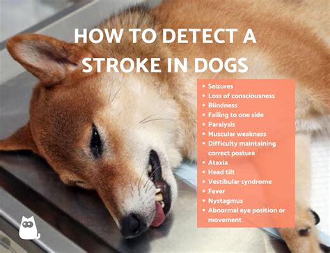 How to Detect the Symptoms of Stroke in Dogs - Seizures and Strokes
