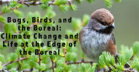 Bogs, Birds, and the Boreal Beat: Climate Change and Life at the Edge ...
