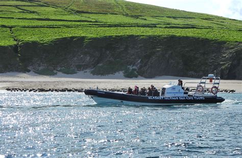 Discover Marine Wonders on Dingle's Sea Life Boat Tour to Blasket Islands