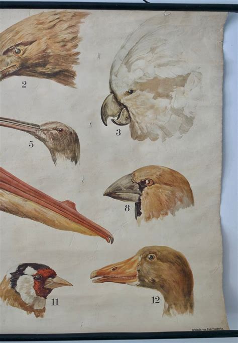 Vintage School CHART BIRD Beaks Lithograph Schreiber Verlag 1900 ...