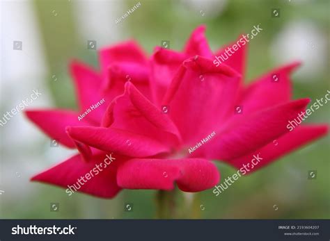 Image result for Rosebud Side View