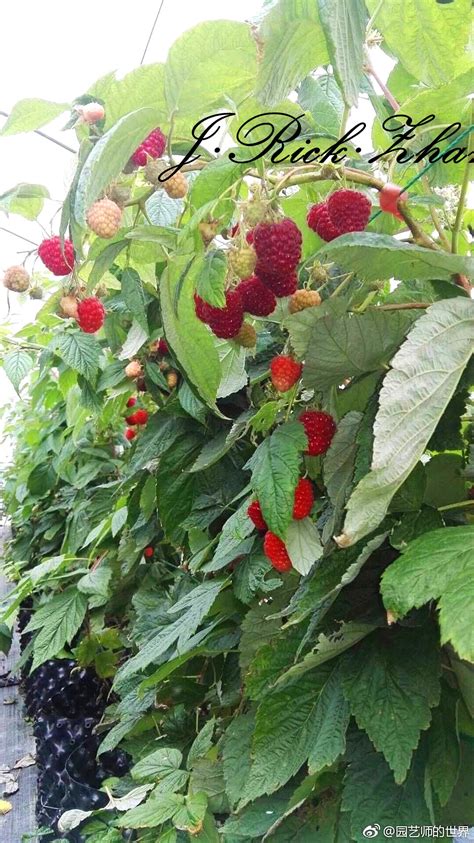 如何种植树莓，国产树莓真的来了！ - 知乎