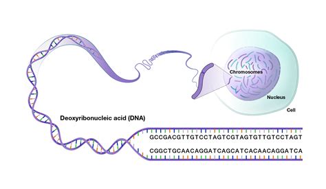 Genome Variation 的图像结果