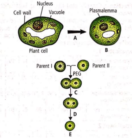 Given below is the flow chart showing the process of somatic ...