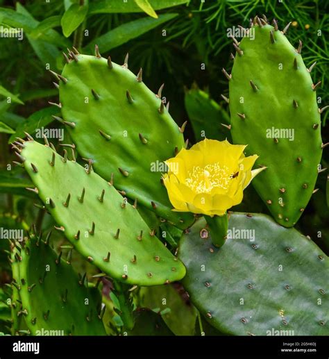 Prickly Pear Cactus Flower Drawing