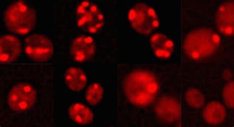 PhD at School of Arts and Sciences | Ahmedabad University