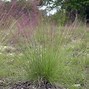 Image result for Little Bunny Ornamental Grass