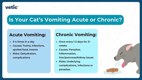 When to Take Your Cat to the Vet for Vomiting: Essential Tips - Cats