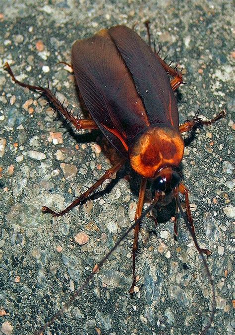 Cockroach Domain 的图像结果