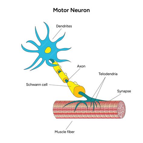 Image result for Motor Neuron Function