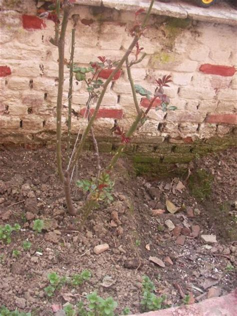 Gül (Bakım bilgileri, gübreleme, güllerde budama) - Page 9 - agaclar.net