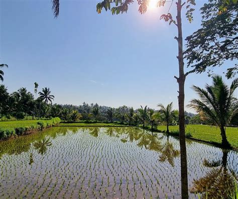 BUNGA HOMESTAY LOMBOK AT DESA WISATA TETEBATU (Sikur) - Hotel Reviews ...