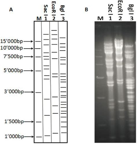 Efficient Strategy to Generate a Vectored Duck Enteritis Virus ...