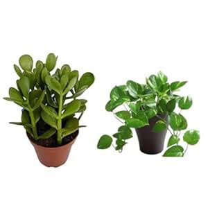 CAPPL Indoor Live Plant Combo: Money Plant and Jade Plant - Home and ...