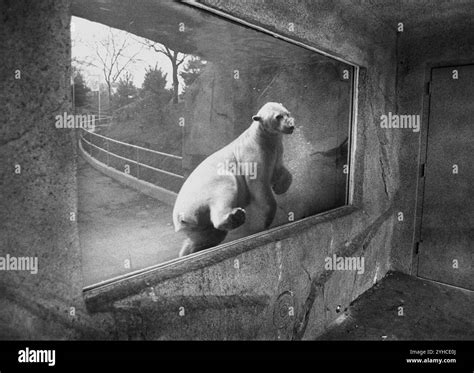 Polar bear swimming, Chicago, Illinois, USA Stock Photo - Alamy