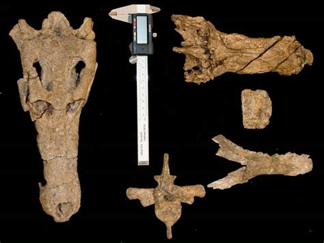 World’s Largest Snake Fossil: Which Was the Biggest Snake to Ever Roam ...