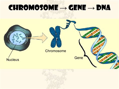 Image result for DNA Introduction
