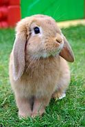 Image result for Brown Baby Bunnies Looking at You