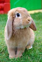Image result for Cute Baby Bunnies Drawings
