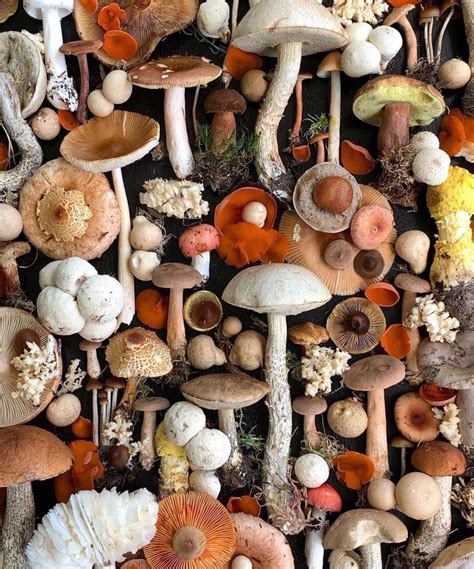 I love shroom season. : r/shrooms