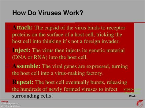 Image result for How Do Viruses Work