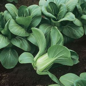 Atlus Mei Qing Choi vegetable Seed Price in India - Buy Atlus Mei Qing ...