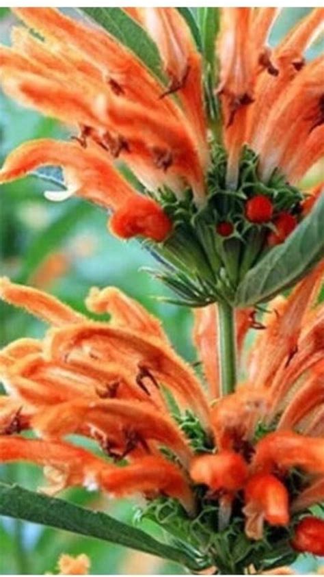 Lions Tail, Leonotis Leonurus - Live Plant - Etsy