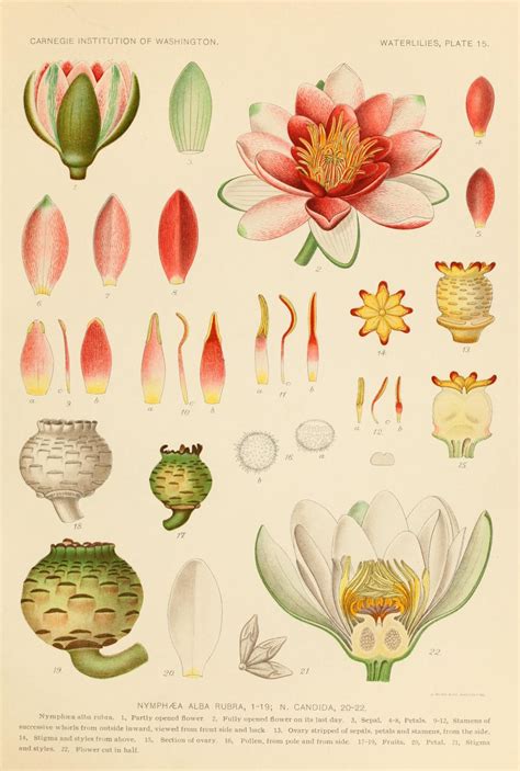 botanical illustration scientific