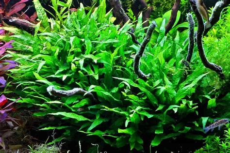 Java Fern Small Leaves at Tip 的图像结果