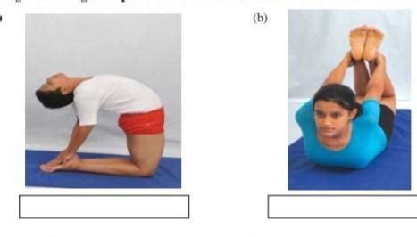 write the names of these Yogasana - Brainly.in
