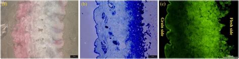A Fluorescent Tracer Based on Castor Oil for Monitoring the Mass ...