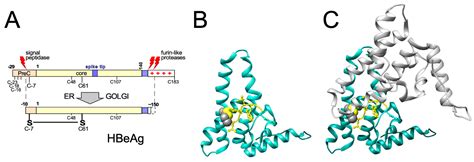 The Hepatitis B Virus Nucleocapsid—Dynamic Compartment for Infectious ...
