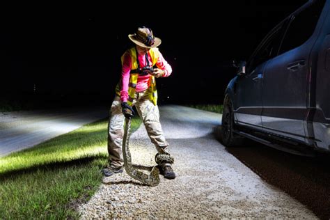 Image result for Someone Catching a Python