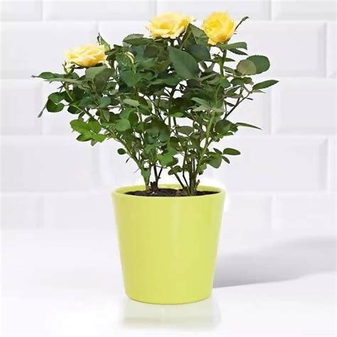 Sri Sai Garden and Nursery Plant Yellow Rose - Plant