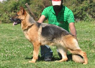 German shepherd puppies for sale, German Shepherd puppy care and ...