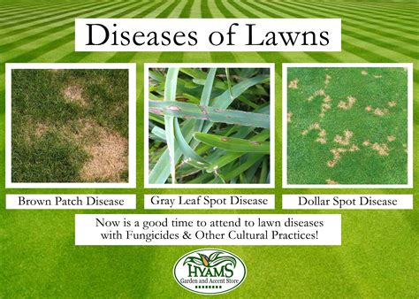Dollar Spot Grass Disease - Captions Hunter