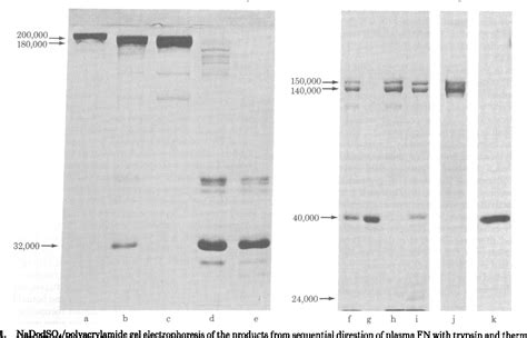 Image result for Fibronectin Molecular Structure