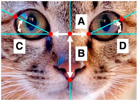 Animals | Special Issue : Cats Behaviors, Cognition and Human-Cat ...