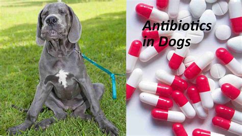 Can Antibiotics Cause Constipation In Dogs?