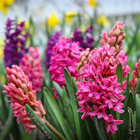 How to plant hyacinth bulbs the right way for bright blooms | Ideal Home