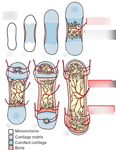 Bone Development Algorithm 的图像结果