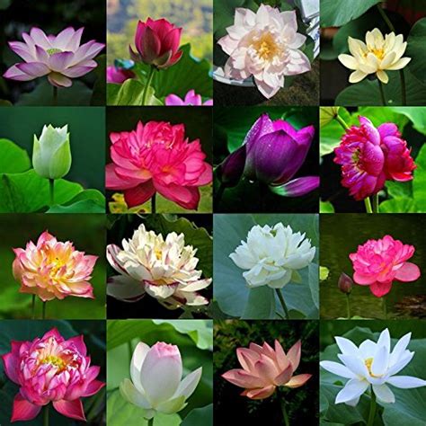 Floriculture Greens Water Lilly Flower Mix Colors Seed For Home ...