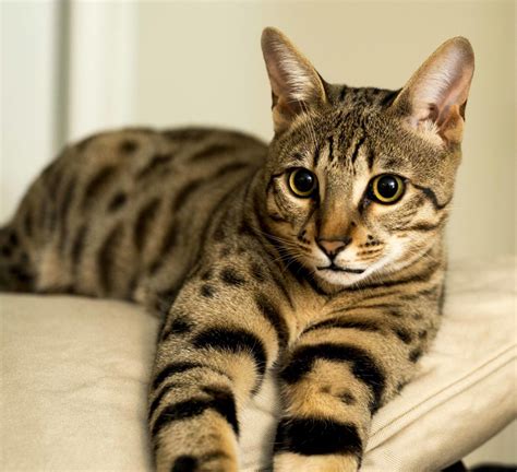 Are Savannah Cats Hypoallergenic? | Select Exotics - Savannah Cats